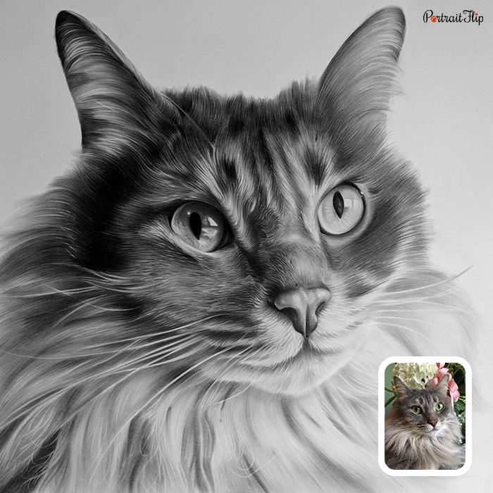 Pencil paintings of a cat face