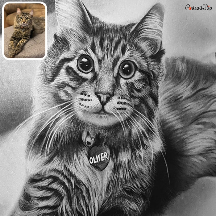 Black and white picture of a cat’s close-up face with his name tag near his neck, Oliver.