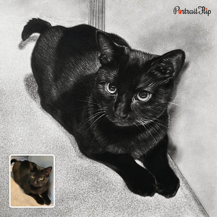 cat charcoal portrait